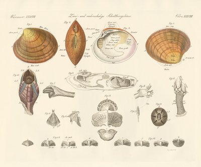 Zwei- und mehrklappige Muschelschalen von German School