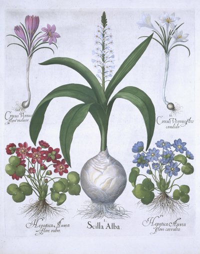 Zwei Krokusse, zwei Leberblümchen und eine Blaustern, aus Hortus Eystettensis von Basil Besler (1561-1629), veröffentlicht 1613 von German School