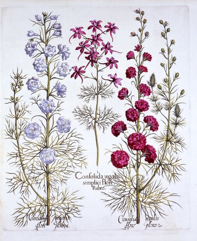 Ritterspornsorten, aus Hortus Eystettensis, von Basil Besler, 1613 von German School