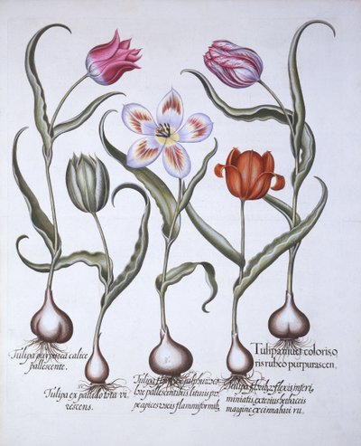 Tulpenarten, aus Hortus Eystettensis, von Basil Besler, 1613 von German School