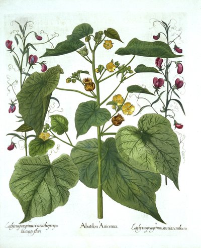 Sammetblatt und Duftwicken, aus Hortus Eystettensis, von Basil Besler, veröffentlicht 1613 von German School