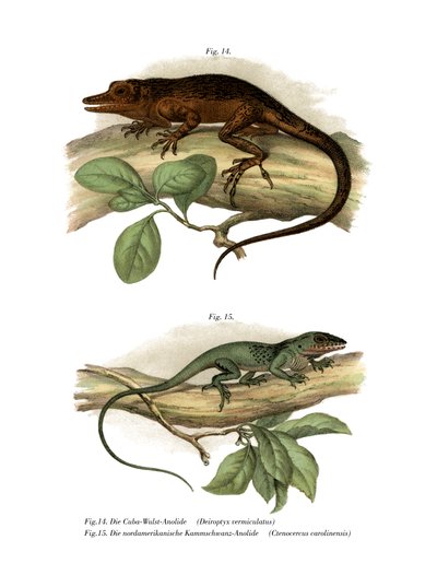 Vinales-Anolis von German School