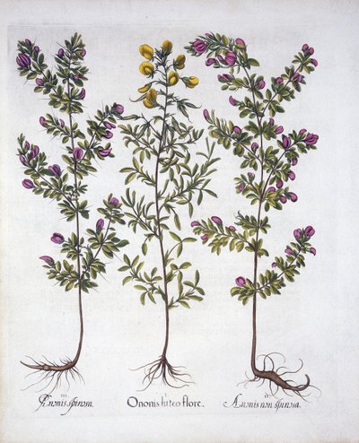 Gelber Hauhechel, Rosa Hauhechel und Rosa Dorniger Hauhechel, aus Hortus Eystettensis, von Basil Besler (1561-1629), veröffentlicht 1613 von German School