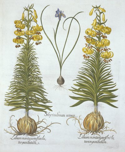 Gelbe Türkenbundlilie mit Zwiebel und Zwerg-Blaue Augenblume, aus Hortus Eystettensis, von Basil Besler (1561-1629), veröffentlicht 1613 von German School