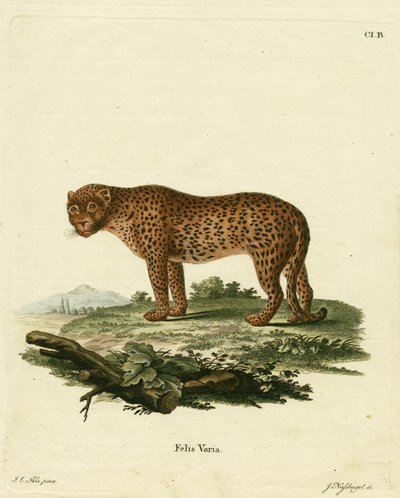 Panther von German School