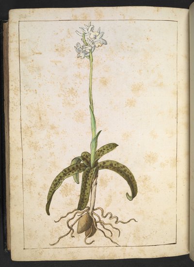 Eine Pflanze mit weißen Blütenblättern, aus "Gemälde der Flora der römischen Staaten" von Gherardo Cibo, Add MS 22333, f173v, ca. 1564-84 von Gherardo Cibo