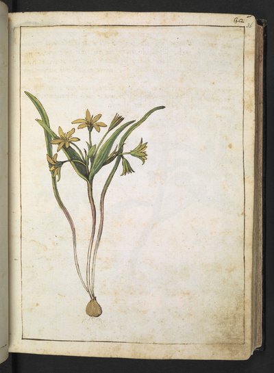 Eine Pflanze mit gelben Blüten, aus "Paintings of Flora of the Roman States" von Gherardo Cibo von Gherardo Cibo