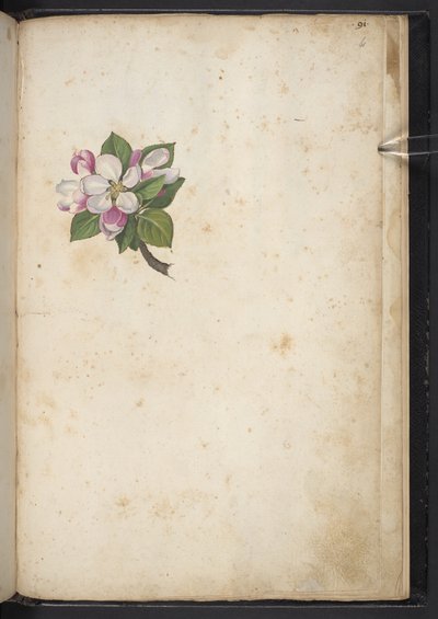 Blüte, aus 