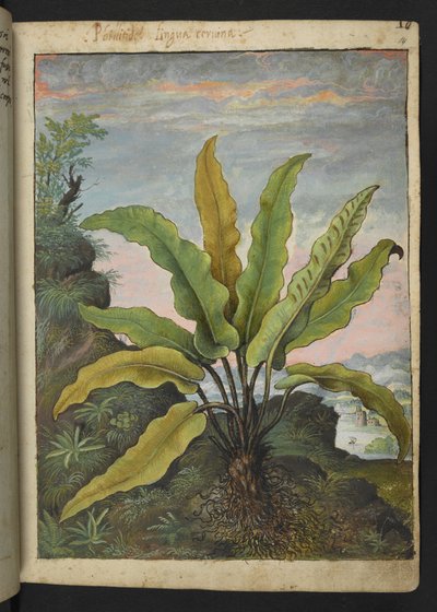 Asplenium scolopendrium, aus 