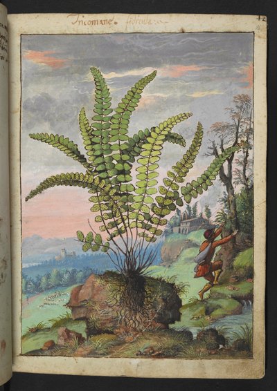 Asplenium trichomanes, aus "Paintings of Flora of the Roman States" von Gherardo Cibo von Gherardo Cibo