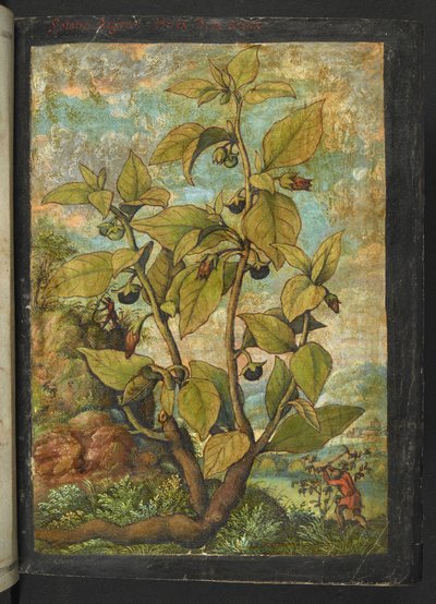 Atropa belladonna, aus "Paintings of Flora of the Roman States" von Gherardo Cibo von Gherardo Cibo
