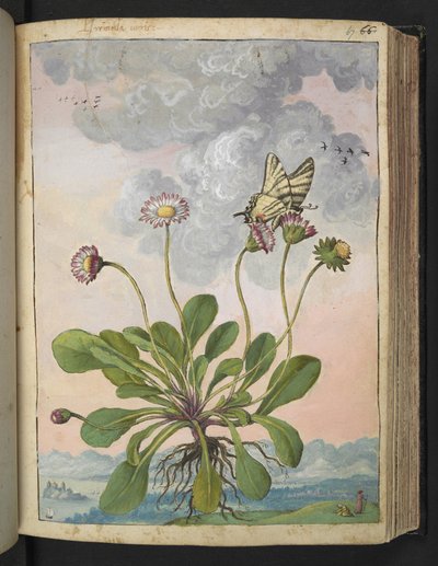 Bellis perennis, aus "Paintings of Flora of the Roman States" von Gherardo Cibo von Gherardo Cibo