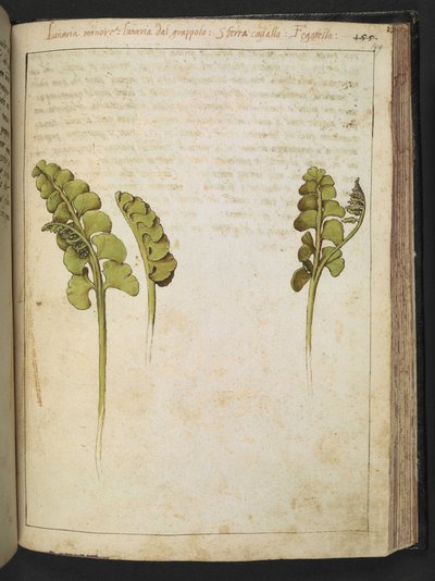 Botrychium lunaria (Farn), aus 