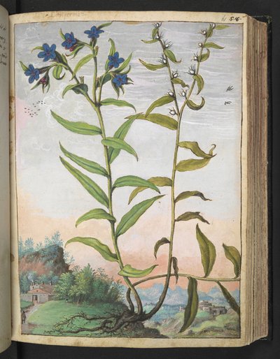 Buglossoides purpurocaerulea, aus "Gemälde der Flora der römischen Staaten" von Gherardo Cibo, Add MS 22333, f061r, ca. 1564-84 von Gherardo Cibo