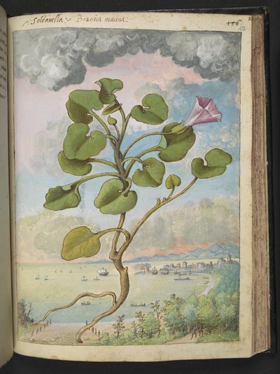 Calystegia soldanella, aus "Gemälde der Flora der römischen Staaten" von Gherardo Cibo, Add MS 22333, f150r, ca. 1564-84 von Gherardo Cibo