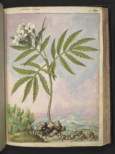Cardamine heptaphylla, aus 