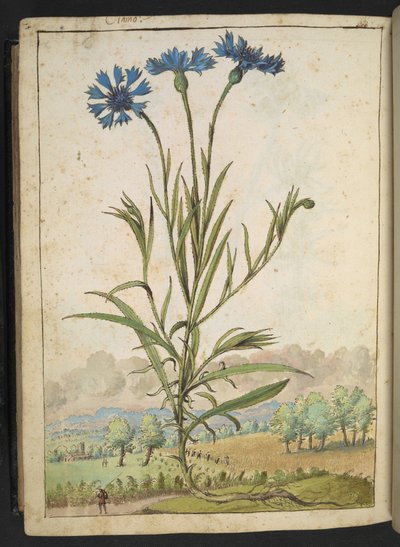 Centaurea cyanus: Eine Blume mit blauen Blütenblättern, aus "Gemälde der Flora der römischen Staaten" von Gherardo Cibo, Add MS 22333, f177v, ca. 1564-84 von Gherardo Cibo