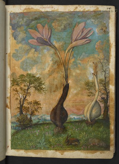 Colchicum autumnale, aus "Paintings of Flora of the Roman States" von Gherardo Cibo von Gherardo Cibo