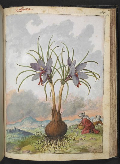 Crocus sativus (Safran), aus "Gemälde der Flora der römischen Staaten" von Gherardo Cibo, Add MS 22333, f160r, ca. 1564-84 von Gherardo Cibo