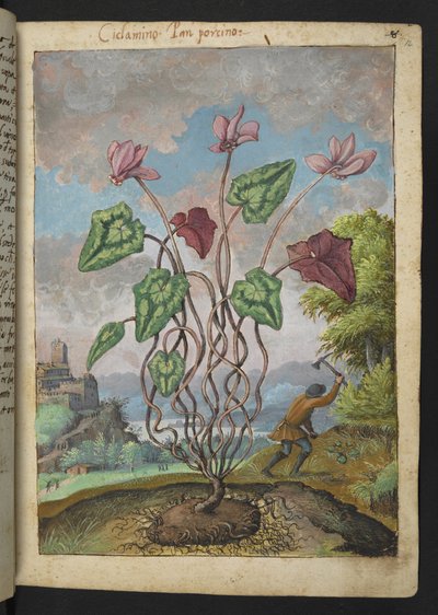 Cyclamen hederifolium, aus "Paintings of Flora of the Roman States" von Gherardo Cibo von Gherardo Cibo