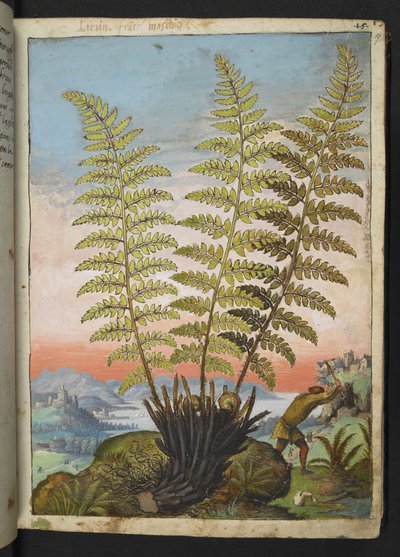Dryopteris filix mas: Ein Farn, aus "Paintings of Flora of the Roman States" von Gherardo Cibo von Gherardo Cibo
