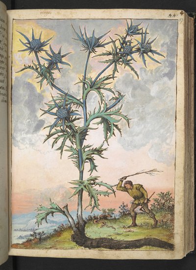 Eryngium maritimum, aus "Gemälde der Flora der römischen Staaten" von Gherardo Cibo, Add MS 22333, f047r, ca. 1564-84 von Gherardo Cibo