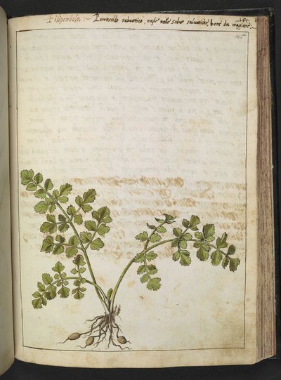 Filipendula, aus 