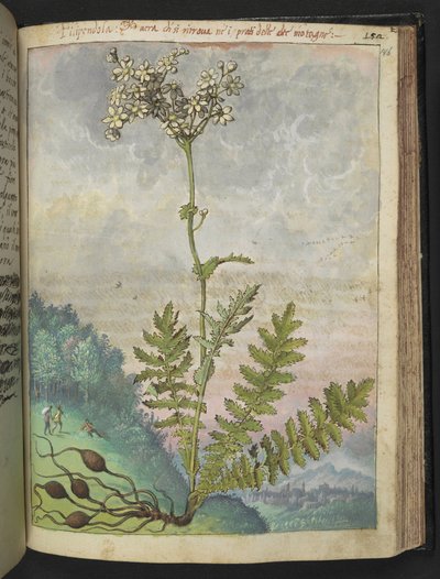 Filipendula vulgari, aus "Gemälde der Flora der römischen Staaten" von Gherardo Cibo, Add MS 22333, f146r, ca. 1564-84 von Gherardo Cibo