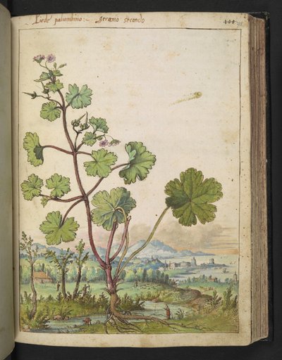 Geranium rotundifolium: Eine Pflanze mit rosa Blüten, aus "Paintings of Flora of the Roman States" von Gherardo Cibo von Gherardo Cibo