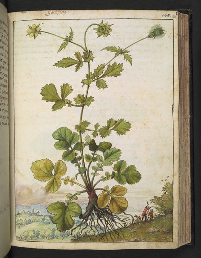 Geum urbanum, aus 