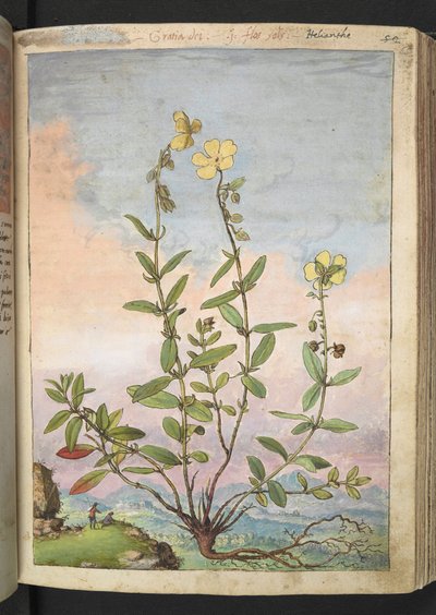 Helianthemum nummularium, aus "Paintings of Flora of the Roman States" von Gherardo Cibo von Gherardo Cibo