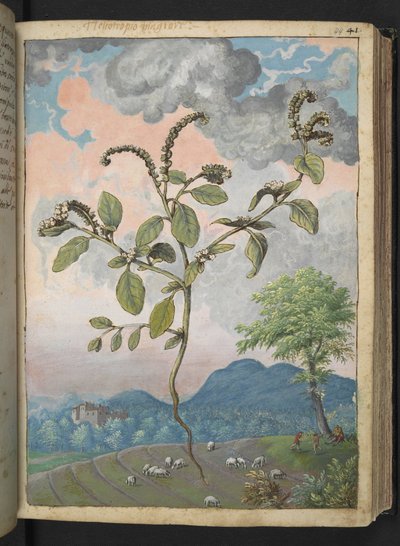 Heliotropium europaeum, aus 