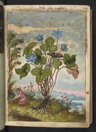 Hepatica nobilis: Eine Pflanze mit blauen Blütenblättern und einer Person, die gräbt oder Stecklinge nimmt, aus "Paintings of Flora of the Roman States" von Gherardo Cibo von Gherardo Cibo