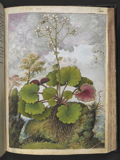 Herba rora: Pflanze mit weißen Blütenblättern, aus 