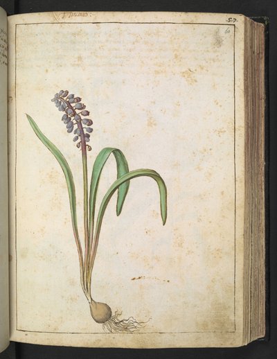 Hyacinthus, aus "Paintings of Flora of the Roman States" von Gherardo Cibo von Gherardo Cibo
