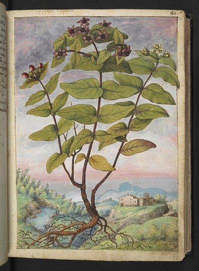 Hypericum hircinum, aus "Paintings of Flora of the Roman States" von Gherardo Cibo von Gherardo Cibo