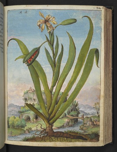 Iris Foetidissima: Blühende Pflanze mit Samenkapseln, aus "Paintings of Flora of the Roman States" von Gherardo Cibo von Gherardo Cibo