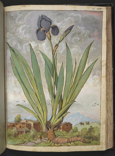 Iris germanica, aus "Paintings of Flora of the Roman States" von Gherardo Cibo von Gherardo Cibo