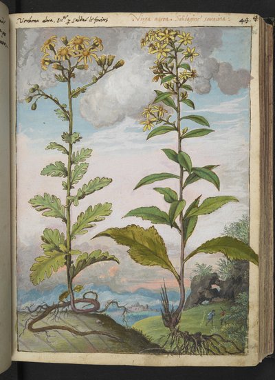 Jacobaeae vulgaris et Senecio ovatu, aus "Gemälde der Flora der römischen Staaten" von Gherardo Cibo, Add MS 22333, f046r, ca. 1564-84 von Gherardo Cibo
