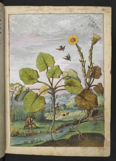 Ligularia tussilaginea (Leopardenpflanze), aus "Paintings of Flora of the Roman States" von Gherardo Cibo von Gherardo Cibo