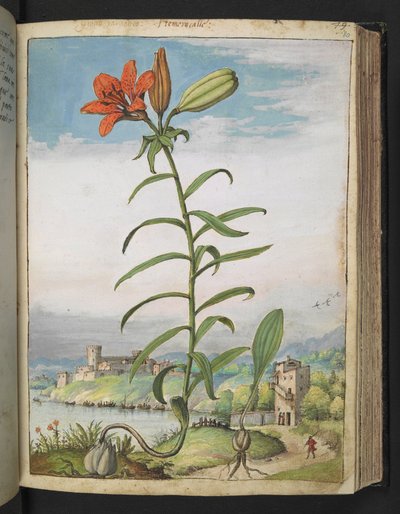 Lilium bulbiferum: Eine Pflanze mit roten Blütenblättern, aus 