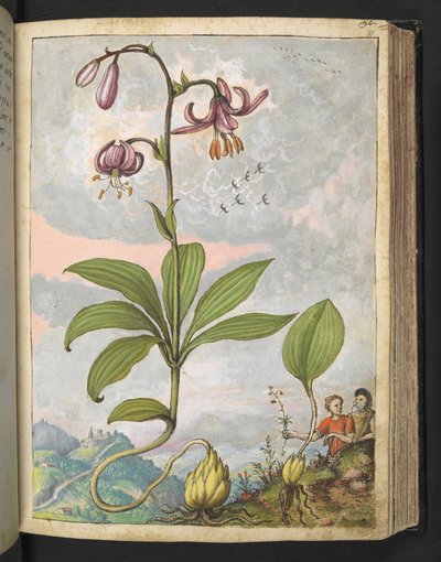 Lilium martagon, aus 