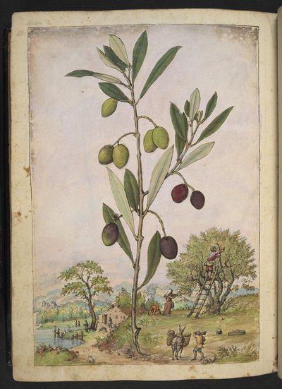 Olea europaea (Olivenbaum), aus "Gemälde der Flora der römischen Staaten" von Gherardo Cibo von Gherardo Cibo