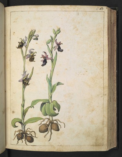 Orchis: Eine Pflanze mit weißen und rosa Blüten, aus 