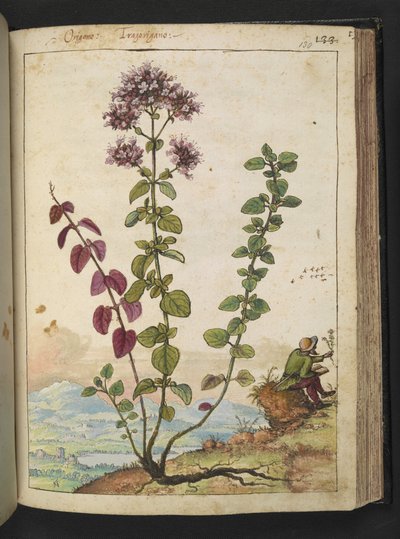 Origanum vulgare, aus "Paintings of Flora of the Roman States" von Gherardo Cibo von Gherardo Cibo