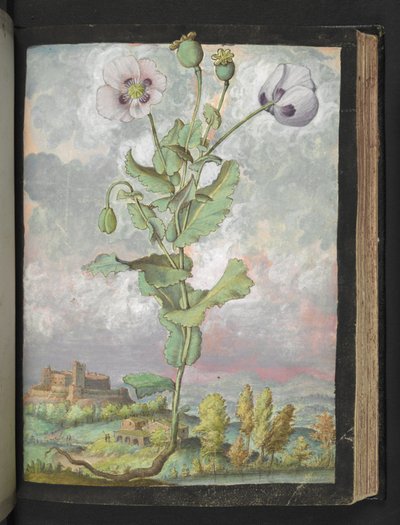 Papaver somniferum: Eine Pflanze mit weißen Blütenblättern, aus "Paintings of Flora of the Roman States" von Gherardo Cibo von Gherardo Cibo