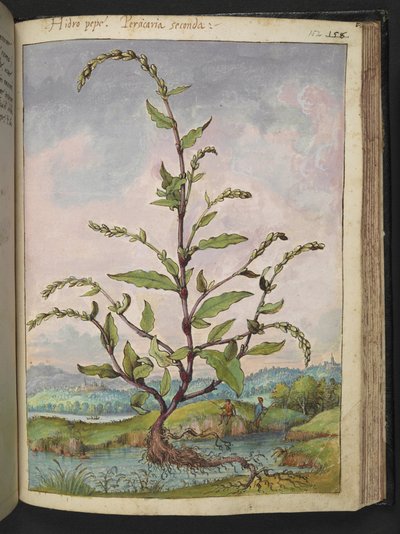 Persicaria hydropiper, aus 