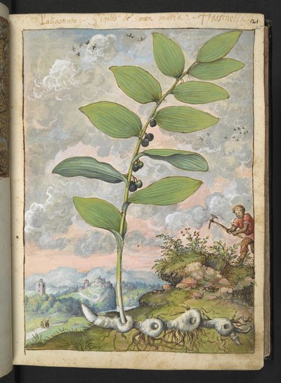 Polygonatum odoratum: Eine Pflanze. Ein Mann mit einer Hacke, aus 