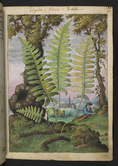 Polypodium, aus "Paintings of Flora of the Roman States" von Gherardo Cibo von Gherardo Cibo