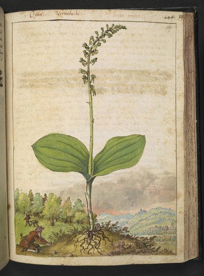 Possibily Ophrys apifera (Bienen-Ragwurz), aus "Paintings of Flora of the Roman States" von Gherardo Cibo von Gherardo Cibo